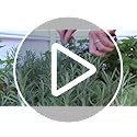 VegTrug 8 Pocket Herb Garden