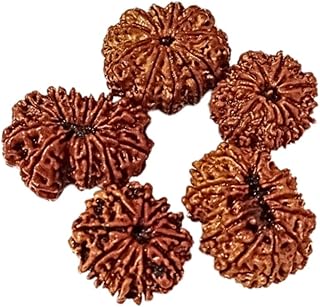 Natural 11 Mukhi Eleven Faced Nepali Rudraksh at Wholesale Rate (Rs 3075/piece) Spiritual Healing Loose Seed Making Jewellery Fine Quality Rudraksh for Reselling Astrologers Jewellers