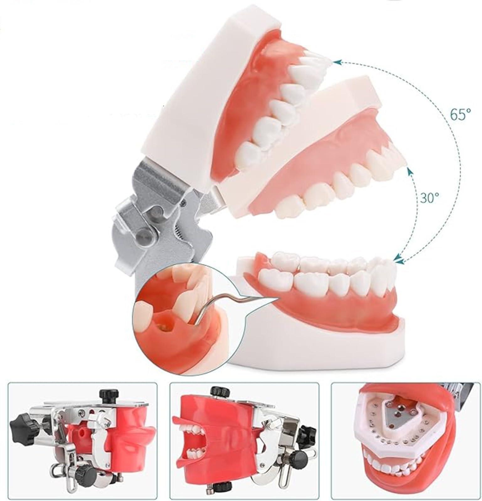 Dentalsimulator, Manikin-Kopf, Lehrmodell, 360° drehbar, Dentalmodell für Zahnmedizin und Zahntechnik A