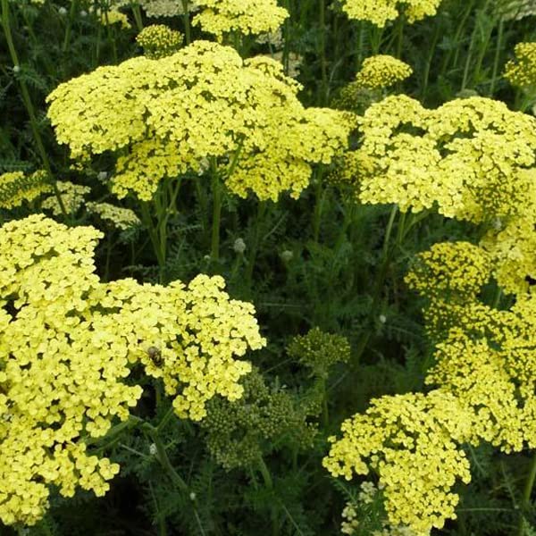 12 unidades o 1 m² Aquilea "Credo" - Achillea "Credo" Maceta 9x9 cm