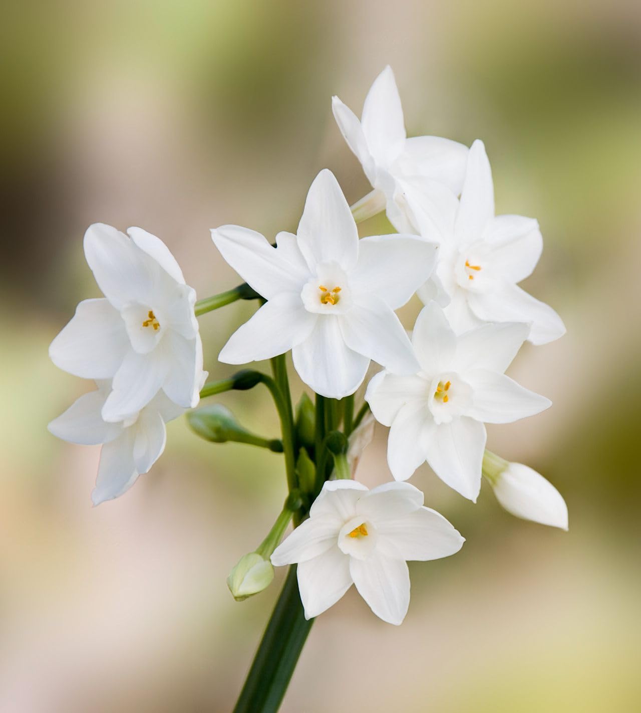 See full amazon price history chart for Paperwhites Inball Indoor Blooming & Fragrant Flower 15 Seeds! Paperwhites Inball Indoor Blooming & Fragrant Flower 15 Seeds! (B0BQ8YRS7G) Amazon Price History, Amazon Price Tracker