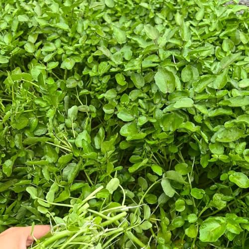 Semillas berro semillas organicas jardín de exóticas de invierno interior camas elevadas para jardín resistentes 10pcs