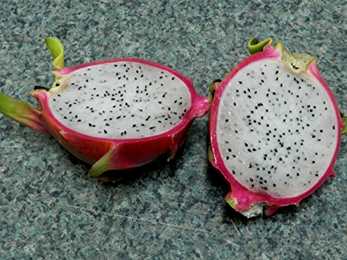 Dragon Fruit (Hylocereus undatus), packet of 10&50 seeds-Open Pollinated