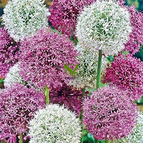 IMP. Allium | Alliaceae Excellent Quality Flower Bulbs for Attractive Aromatic Flowers Home Outdoor Gardening Plants Flowering Bulbs (Pack Of 4, The Multicolour Allium)