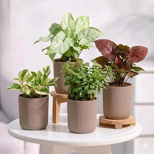 Ugaoo Combo of 4 Live Indoor Plants with ibiza Pots (mocca) – Jade Plant, Syngonium White Butterfly, Syngonium Red Yami, M...