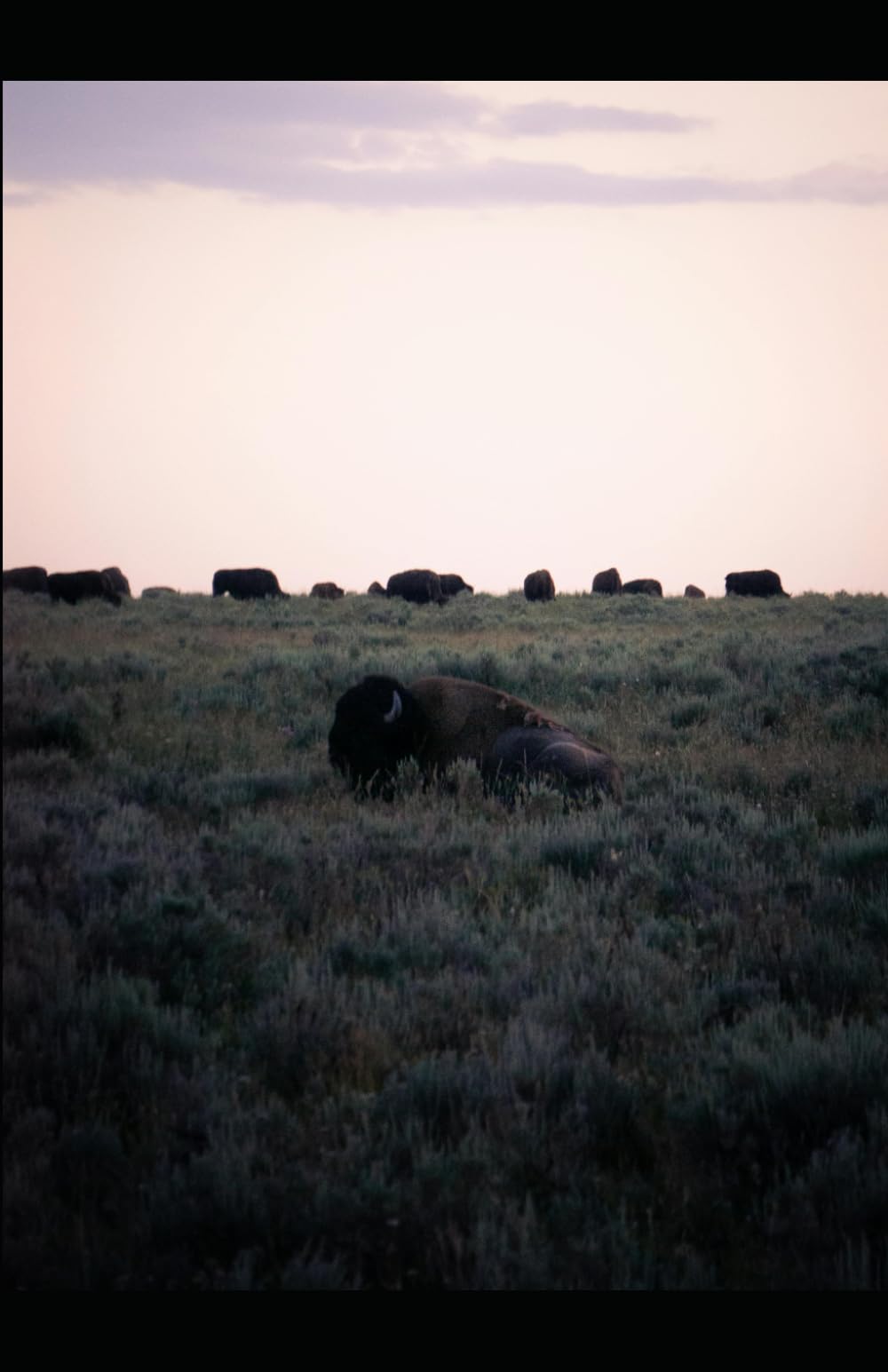 Prairie Oysters for Breakfast: Strange Eats of the Wild West