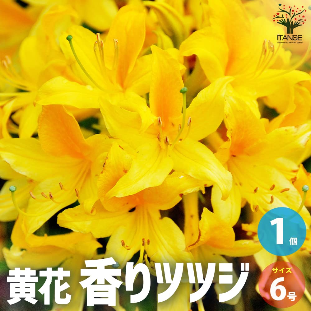 Amazon.co.jp: 黄花香りツツジ6号鉢 1個売り【品種で選べる花木苗 
