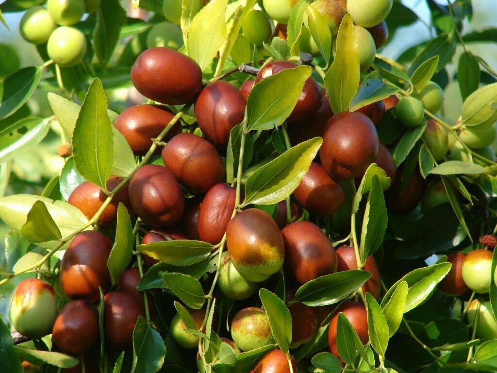 Jujube Seeds | Red Chinese Date | Ziziphus Jujuba | 10 Seeds