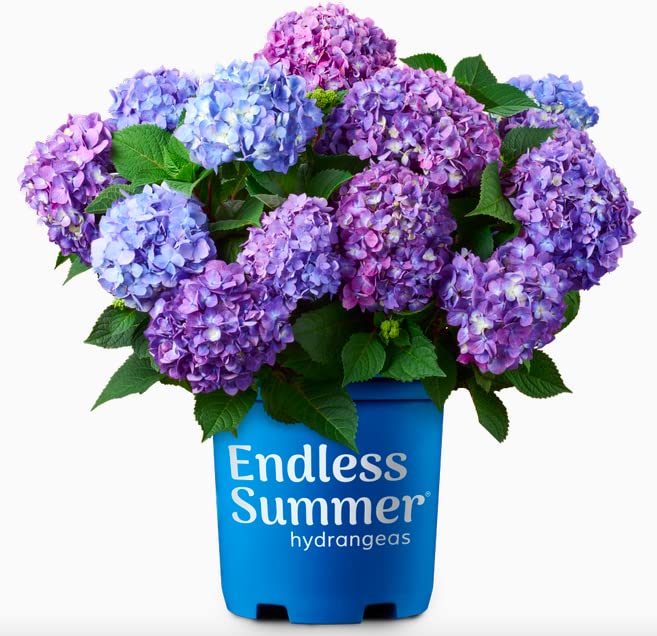 (3 Gallon) BLOOMSTRUCK Endless Summer Hydrangea, Big, Beautiful Blooms 3-4", Change The Blooms', You can Have Vivid Rose-Pink or Purple Hydrangea Flower Heads, can take Cold from -20 to -30 F