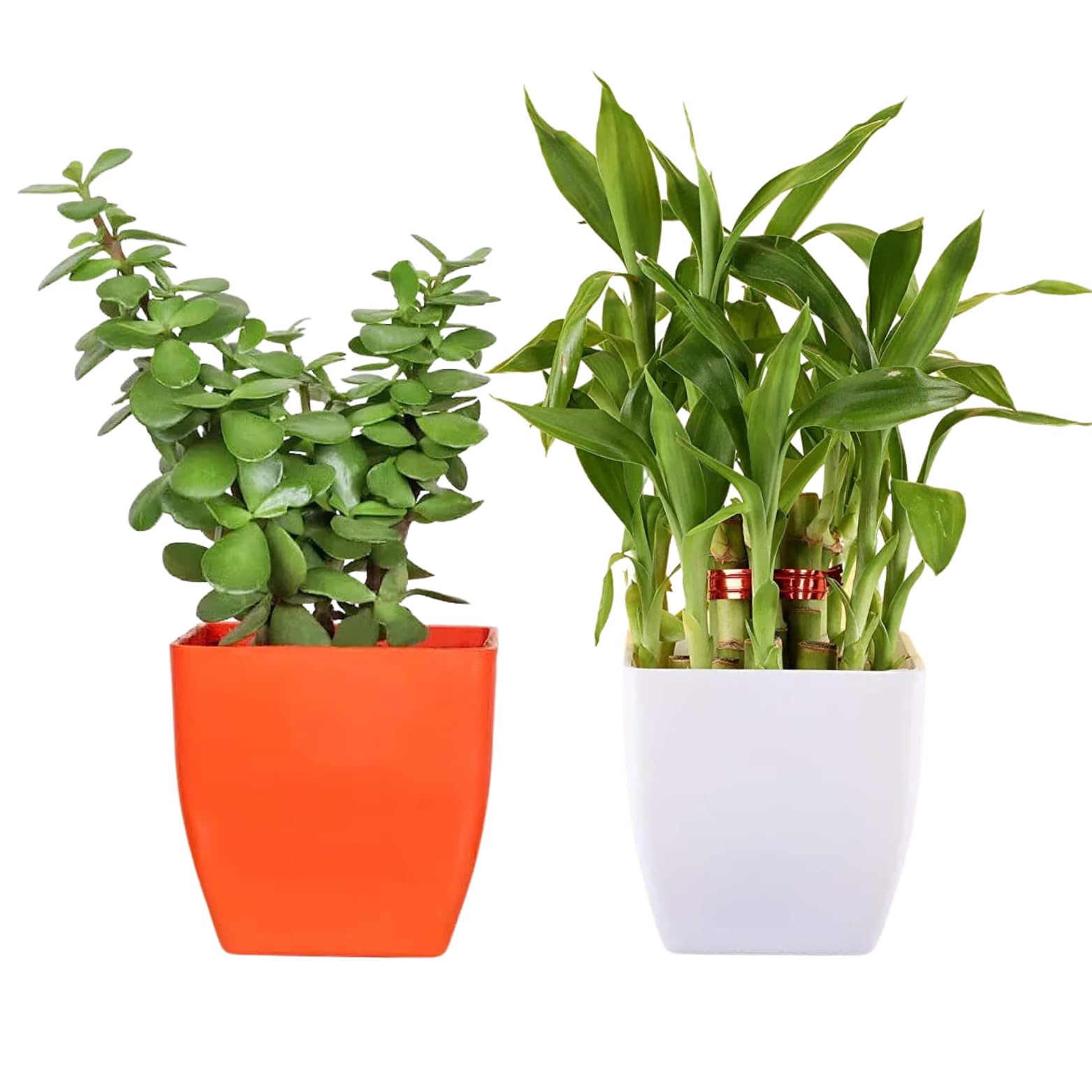 Phulwa Good luck Indoor Live Plant Combo of 2 Jade Plant and Bamboo Tree with Square Beautiful Pot for Home & office Table Décor, Plant for Gifting, Pack of 2 (B0C8NZ5NXB) Amazon Price History, Amazon Price Tracker