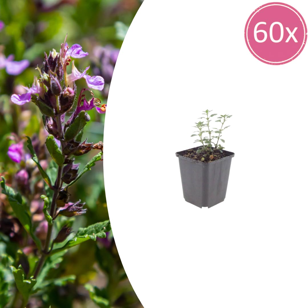 Piante Teucrium Lucidrys Sempreverdi, per Siepi Basse, Verde, Set da 60 Pezzi
