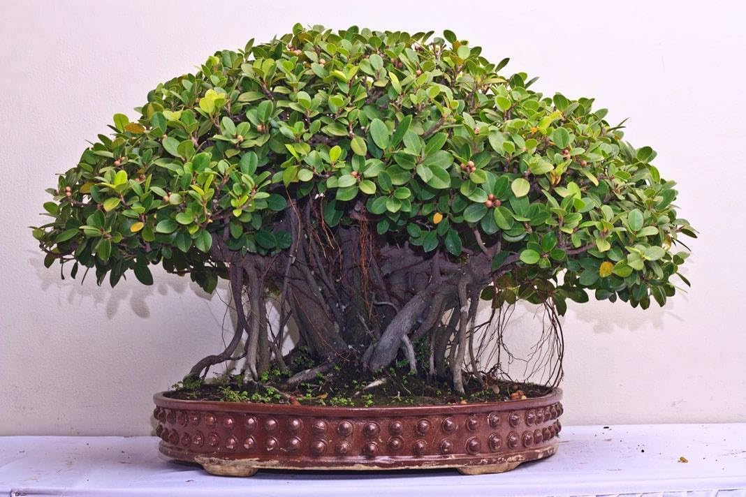 Manjuu Lucky Banyan Bonsai Live Plant Marri Baniyana baragad Paniyan Banyan Malayan Banyan Indian Laurel Ficus Curtain Fig Tree Ficus Long Island Mini Chaina Bot Banyan 20 Years Old Bonsai-image-2