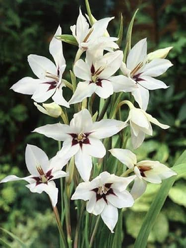 Acidanthera  Pack de 5 bombillas  Un bulbo floreciente de verano en la familia Gladiolus.  Country Creek LLC disponible en Yaxa Colombia