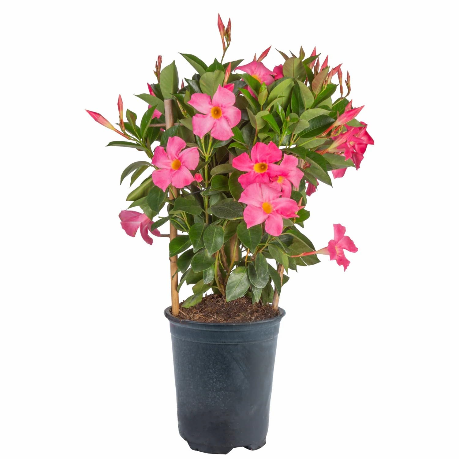 Pink Mandevilla Live Plant/ (Dipladenia Sanderi Plant) - Tropical Flowering Vine with Glossy Leaves, Heavy Blooming Climber for Garden, Balcony, Terrace (Per Pack 1) No Pot-image-47
