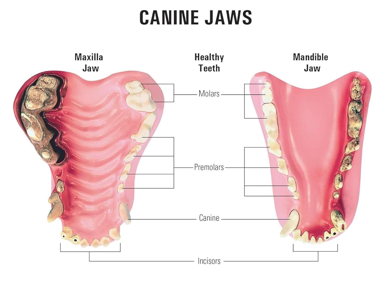 Model anatomiczny zęba psa, model chorego zęba psa, szkielet zwierzęcia z zapaleniem dziąseł, anatomiczny ząb kliniki weterynaryjnej Typodont dla psów, dekoracja edukacyjna gabinetu weterynaryjnego.