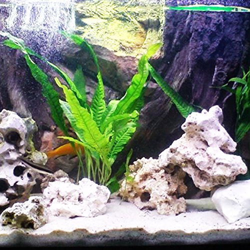 Java Fern Microsorum Pteropus Potted Freshwater Easy Tropical Live Aquarium Plant Decorations 3 Days Guarantee By Mainam #TOP5