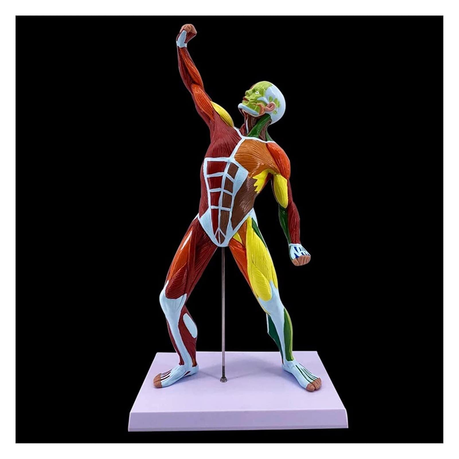 Anatomia Umana Figura Modello Muscolare Umano Modello Muscolare del Corpo Umano Sistema di Fitness Schizzo Insegnamento