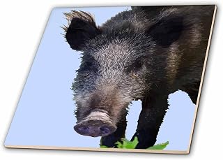 6 Inch Glass Tile - Boar Making Eye Contact Vector Art Vector Art - Wild Boar