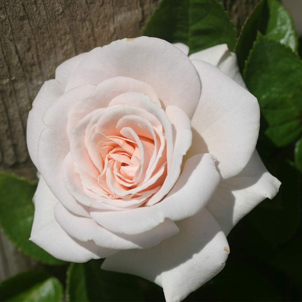 Heirloom Floribunda Roses, Live Own Root Plant for Outdoor Garden, St. Tropez®, Very Fragrant, Hardiness Zones: 5-9, Repeat Blooming