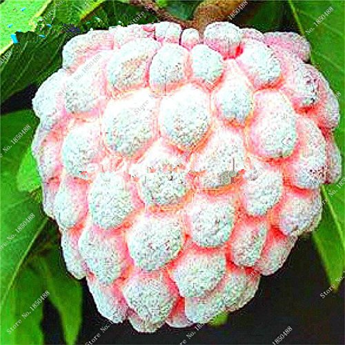 Graines de corossol Annona Bonsaï Japon Graines de plantes en pot Sweetsop Heirloom Graines de fruits juteux Arbre vivace d'extérieur rare Paquet de 500 graines
