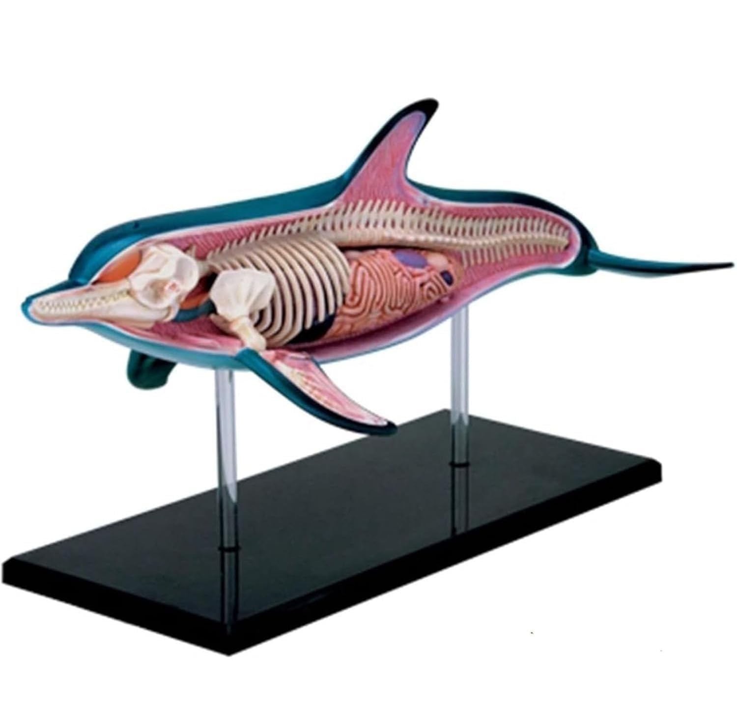 YNIYUJKL 4D Dolphin Anatomy Model,18 Detachable Organ And Body Parts,Animal Anatomy Model For Biology Animal Teaching And Research