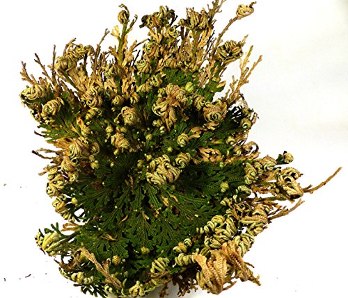 Rose Jericho Kaufen