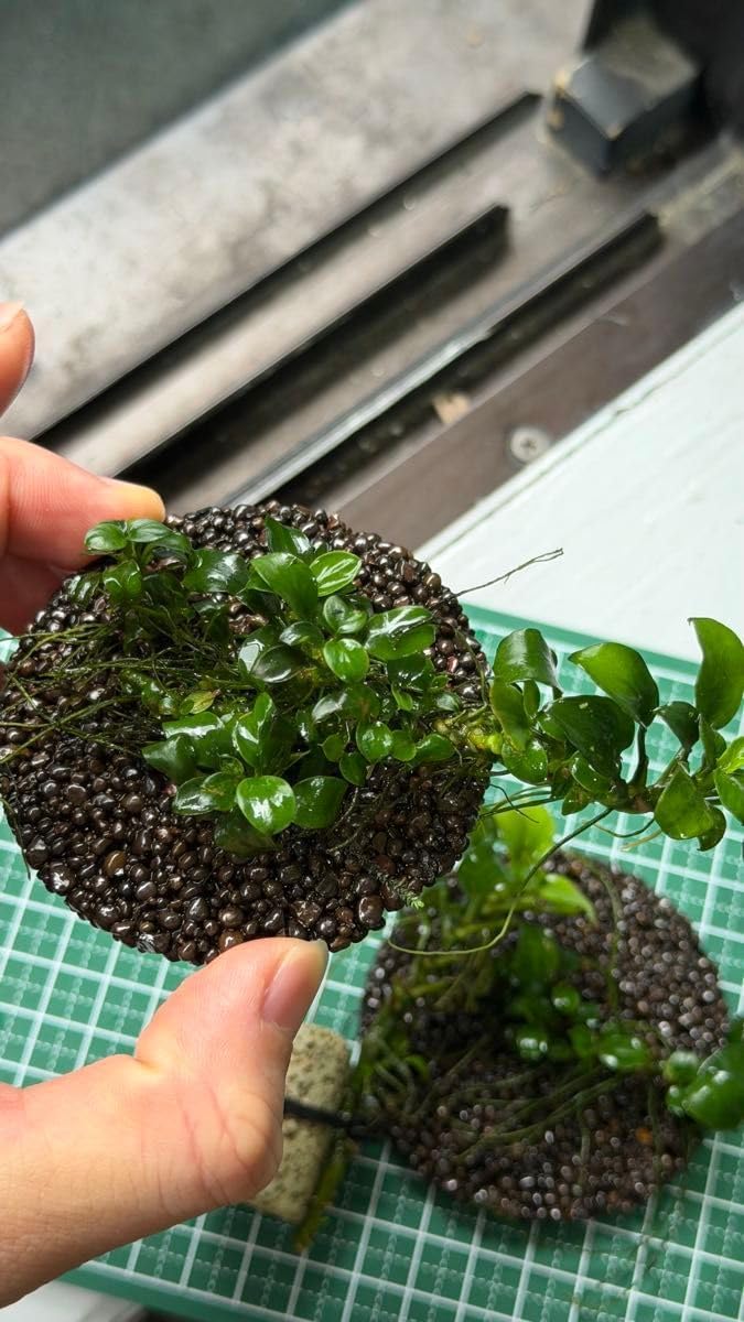 アヌビアス ナナ 3株 水草