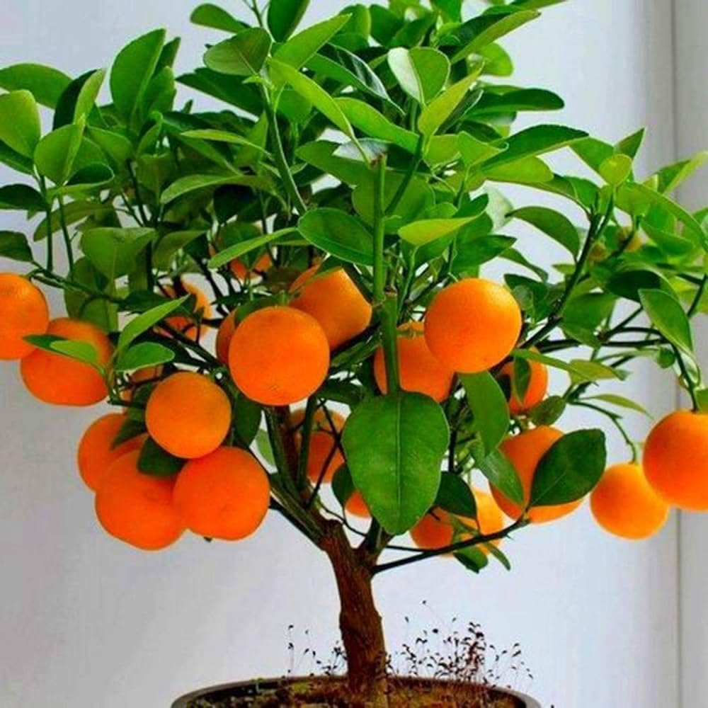Rare Dwarf Chinese Variety Malta Fruit Plant Sangtra Sweet Orang Very Sweet & Juicy Adjustable in Indian Climate (B0CVCN4QM4) Amazon Price History, Amazon Price Tracker