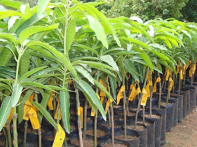 Alfanjo Mango Plant||Premium Sweet Tropical Fruit Plant|| Healthy Grafted Live Fruit Plant Indoor/Outdoor Home garden Fruit plant (Pack Of-1) A_13