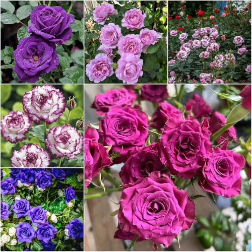 Rosas moradas resistentes   semillas semillas de rosas   raras Rosales trepadores del prado de las mariposas balcón jardín balcón silvestres rosa 160pcs
