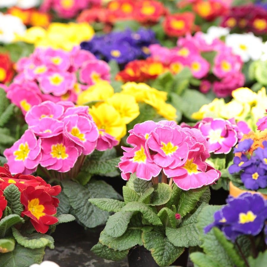 Primrose F1 Primus (Early Flowering) - Tray of 40 Plug Plants- Autumn and Winter Flowering Pansies