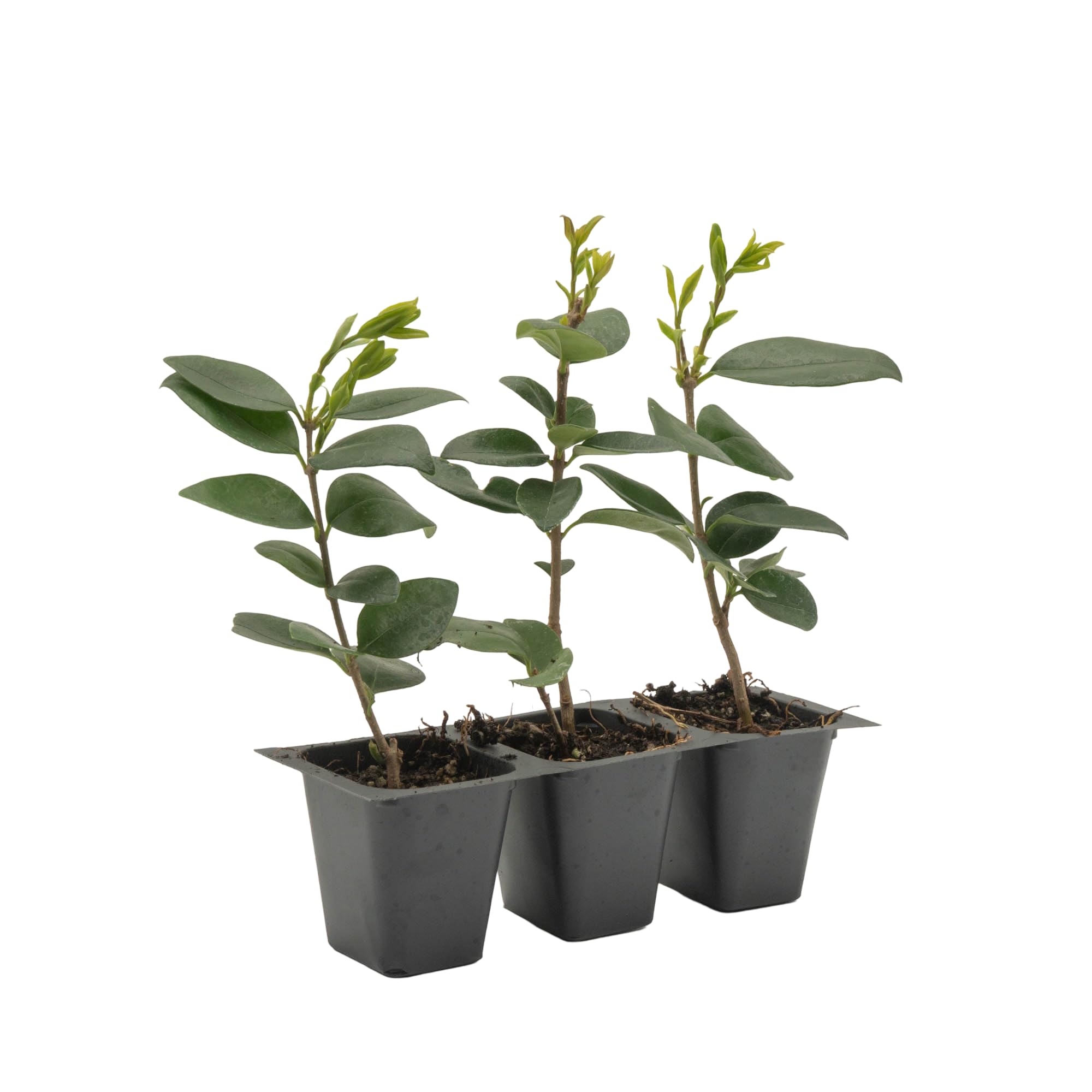 CitronellaKing 3 Waxleaf Privet