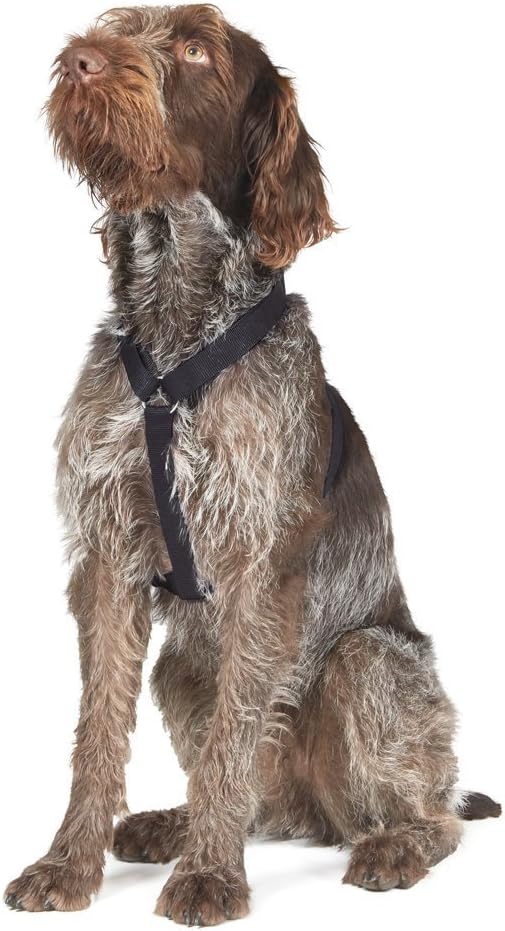 Ancol Small 1-2 Nylon Harness Blue