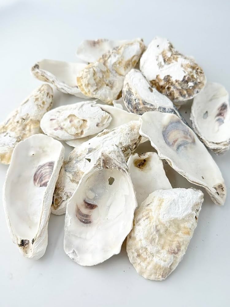 Amazon.co.jp: 【貝殻の問屋さん】海外産 牡蠣殻(カキ殻)(貝殻のみ