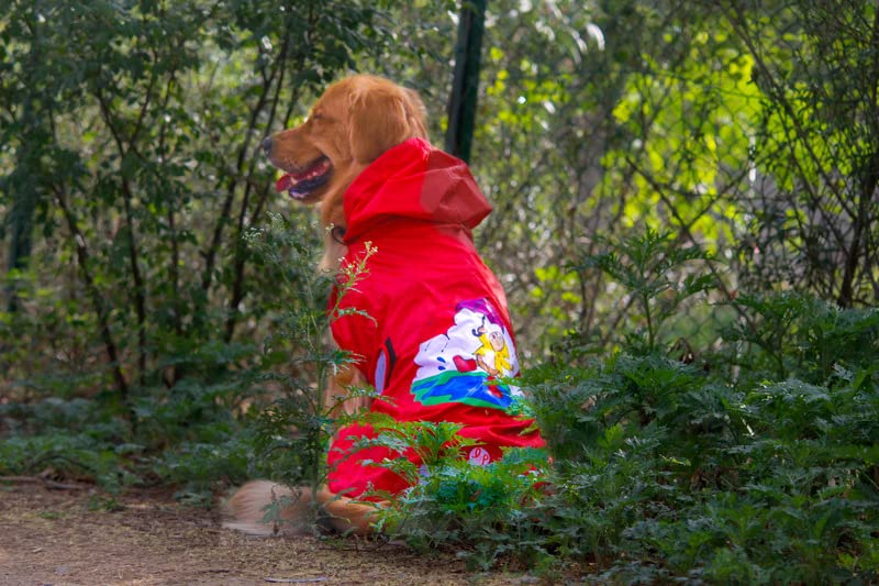 Lana Paws Dogs Just Wanna Have Fun! Printed Dog Raincoat For Standard Sized Labradors, Golden Retrievers, German Shepherd, Rottweiler & Similar, Pack of 1 2