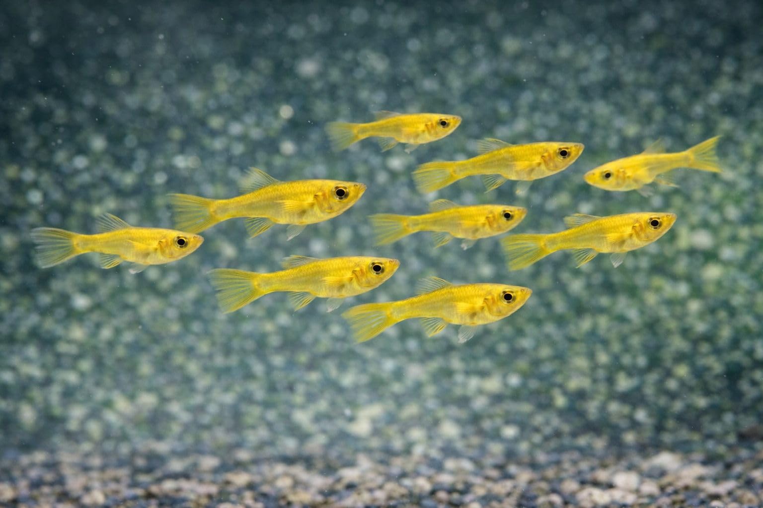 Amazon.com : Seam Oasis Live Full Gold Guppy Fry 12 Count