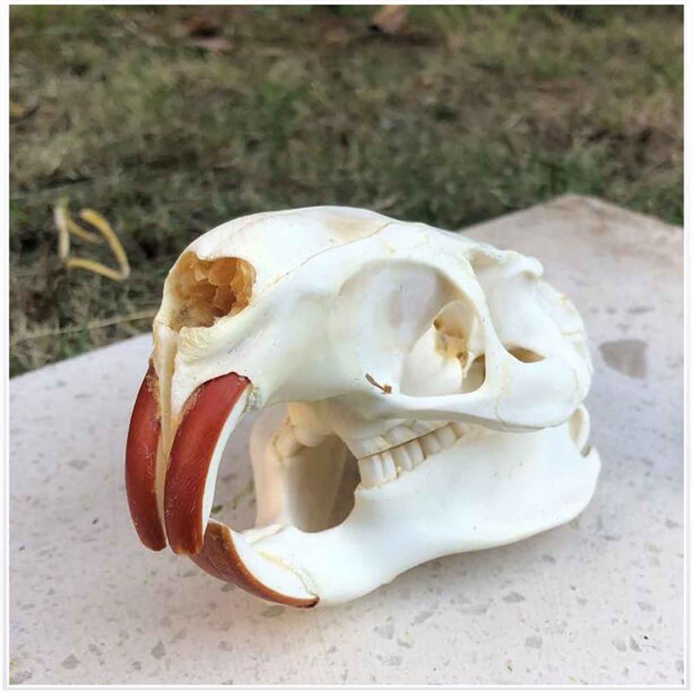 Biber Schädel Kopf Modell - Real Animal Skull Replica - Biber Schädel Kopf Präparator Feng Shui Ornamente für Home Decoratio, Wissenschaft Bildung Lehrmittel