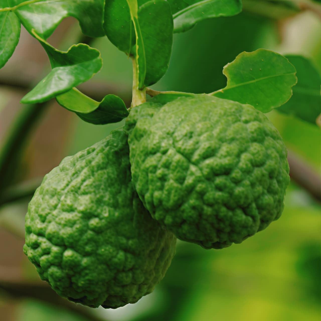 Live Kaffir Lime Plant/Tree (Citrus Hystrix) - Aromatic Leaves for Cooking, Fruit Bearing, Indoor/Outdoor Grown | Pack of 1-image-39