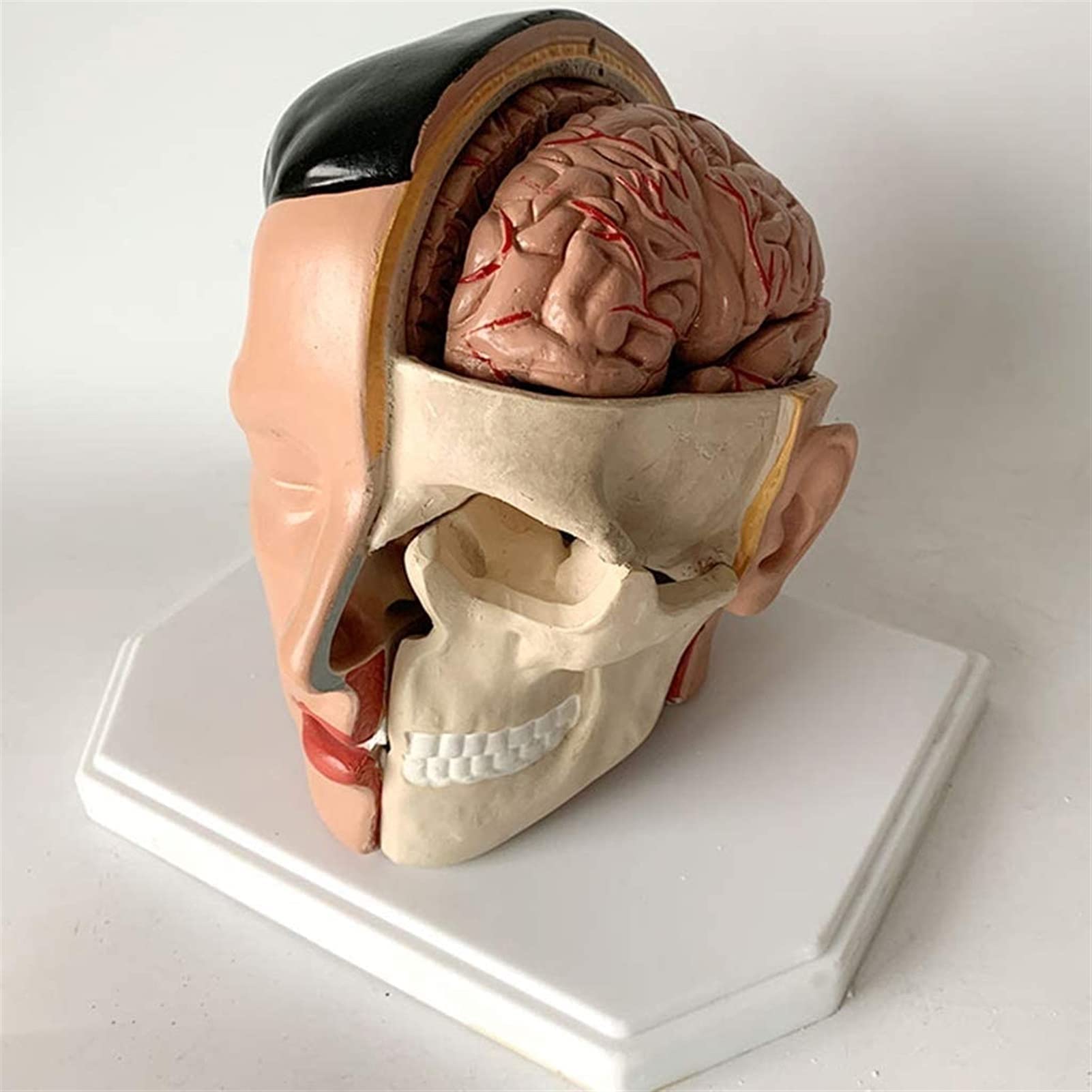 Modelo Cuerpo, Modelo Esqueleto, Modelo Educativo, Modelo Cerebro, Modelo Arteria Craneal, Cerebro Humano Extraíble Ayuda Educativa Médica, Equipo Laboratorio