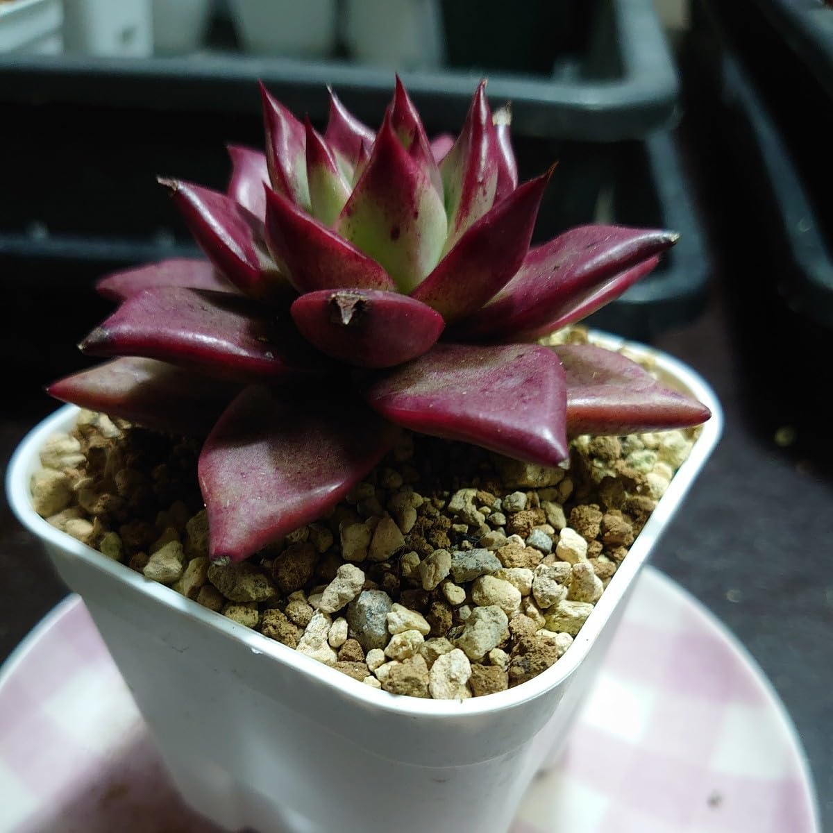 Amazon.co.jp: 多肉植物 エケベリア アガボイデス ロカ ヤ即7 427