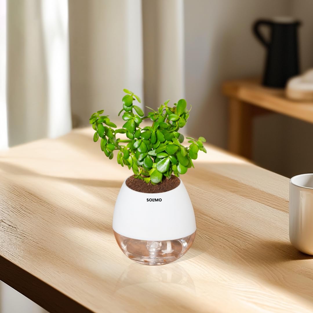 Amazon Brand – Solimo Jade with Self-Watering Pot | Indoor Plant in White Planter | Low Maintenance, Air-Purifying & Gift-Ready | Pot Size: 11X12.5cm - Image 2 thumbnail