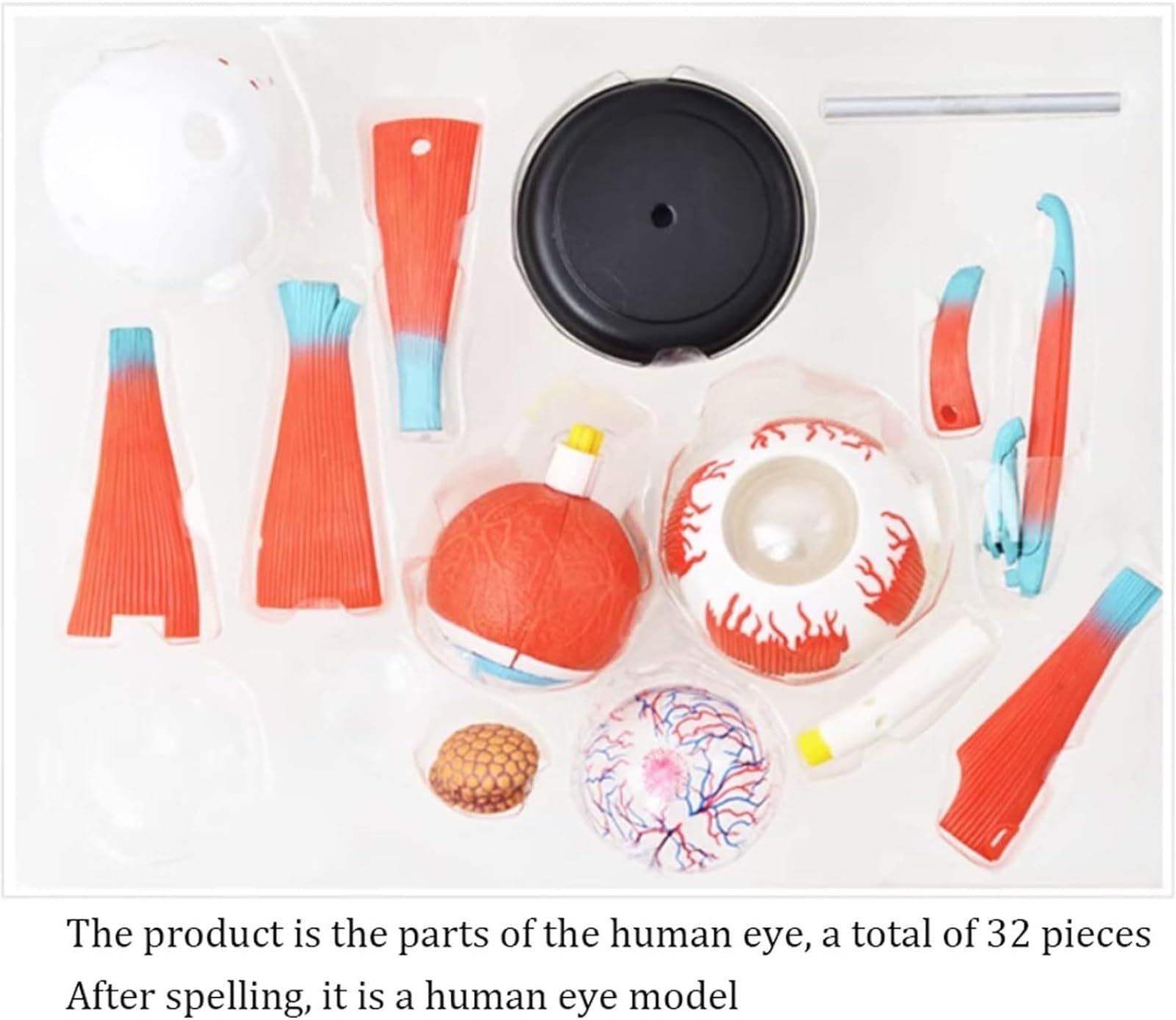 Anatomía De La Educación Modelo Anatómico Médico 4d, De Anatomía del Globo Ocular Humano, 32 Piezas Extraíbles para Aula Ciencias Muñeca de Anatomía