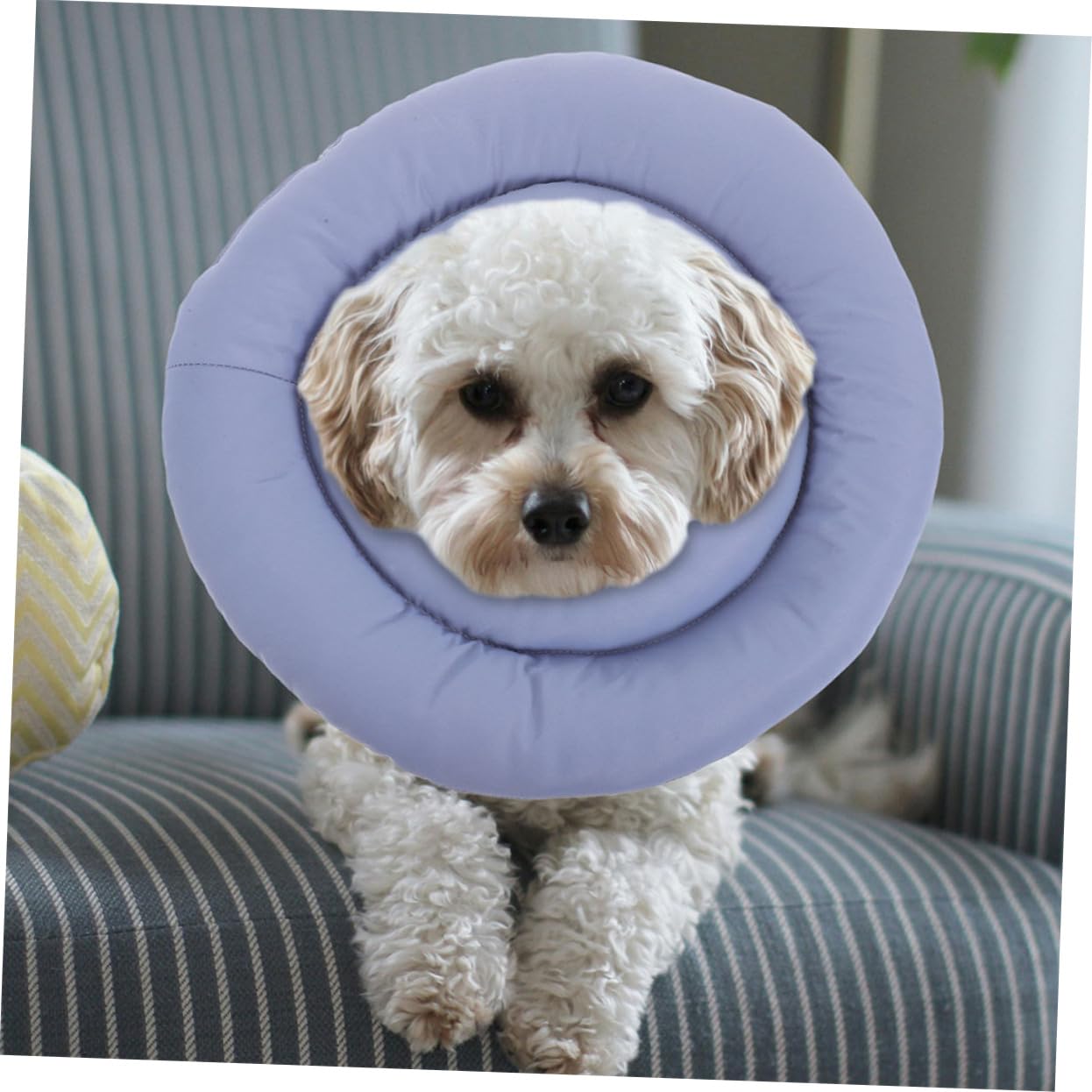 Toyvian Collare Elisabettiano per Cani e Gatti Cono Morbido per Recupero Post-operatorio Design Traspirante per Animali Domestici Regolabile