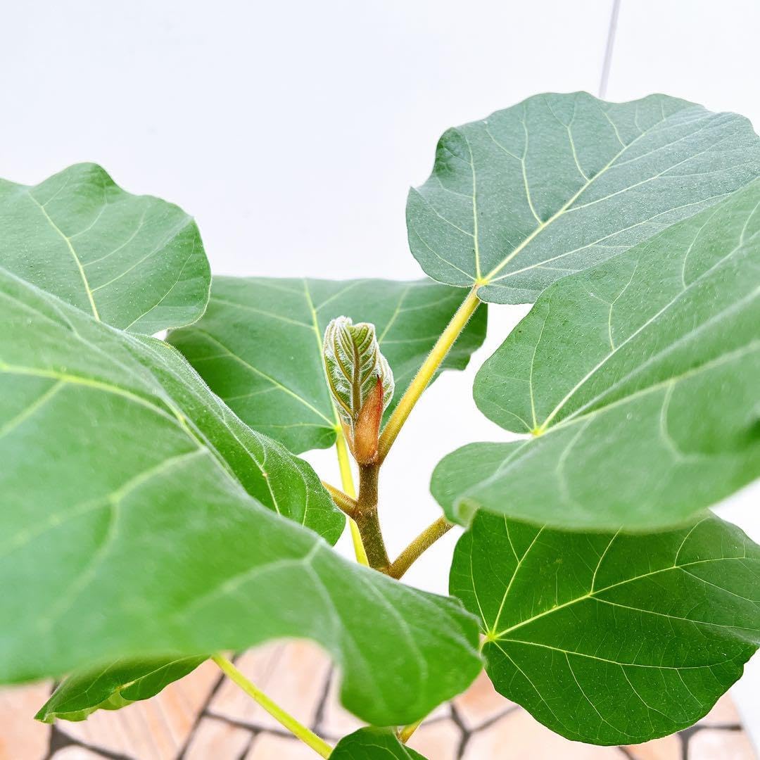 フィカス ゴムの木 エベレスト 曲がり 38 フィカスエベレスト