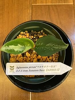 Amazon.co.jp: AZ便Aglaonema pictumマルチカラー白玉 D.F.S