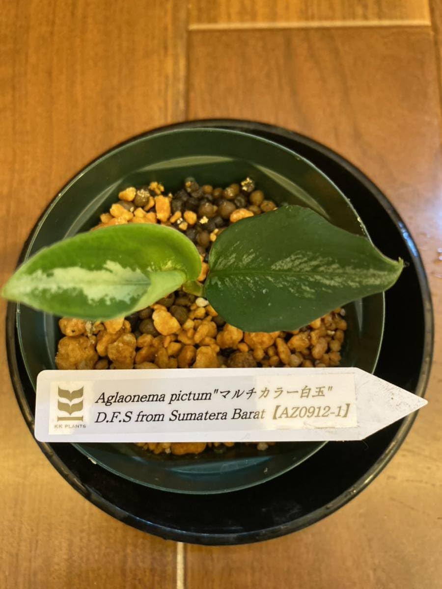 Amazon.co.jp: AZ便Aglaonema pictumマルチカラー白玉 D.F.S Amazon.co.jp: AZ便Aglaonema pictumマルチカラー白玉 D.F.S