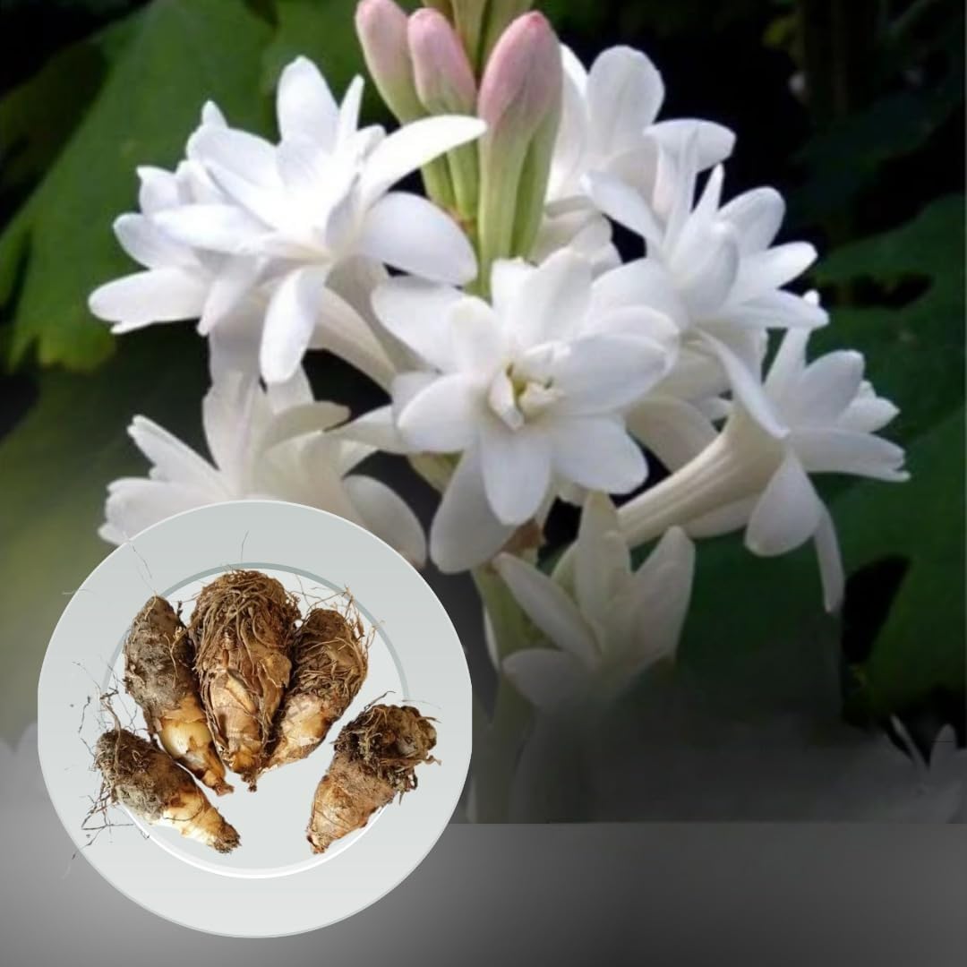 Green Paradise® Rajnighandha Multipetals Polianthes Tuberosa Tube Rose Flower Bulbs (Pack of 20) (B09WKBKZYN) Amazon Price History, Amazon Price Tracker