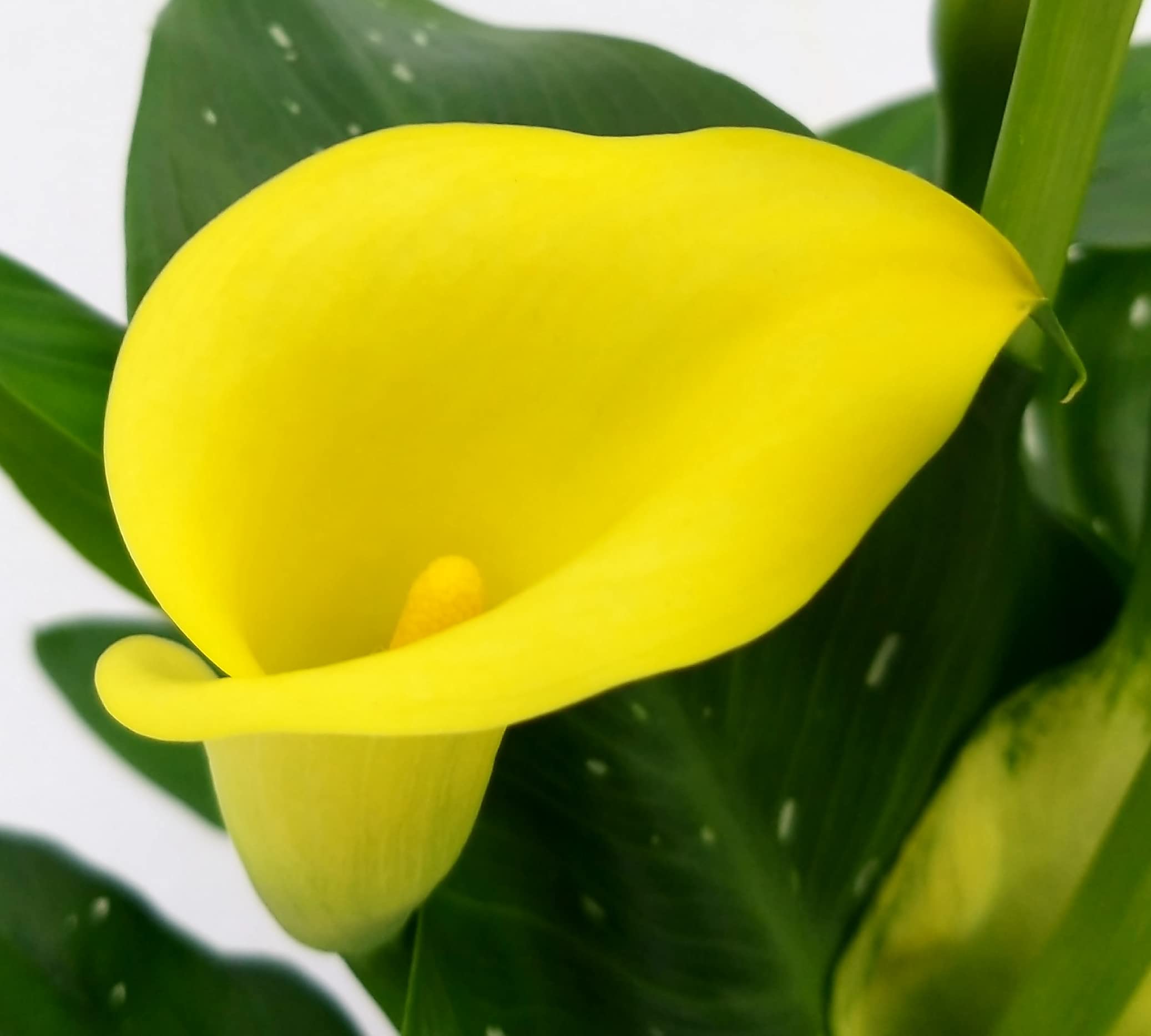 POWERS TO FLOWERS - CALLA DA GIARDINO TRIS, GIALLA, ROSA e BIANCA, VASO 14CM, CONSEGNATE AD INIZIO FIORITURA, Piante vere