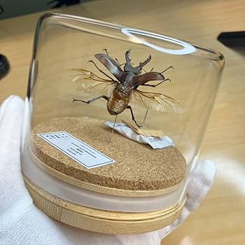 Amazon.co.jp: 昆虫標本ミヤマクワガタ飛翔 ガラスケース入り