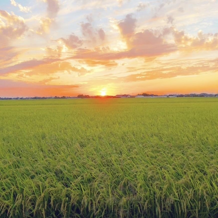 Amazon.co.jp: 江上ファーム 無農薬 玄米 20kg 福岡県産 ヒノヒカリ 令